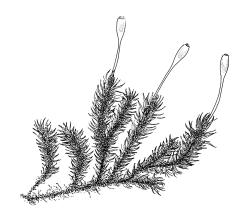 Ulota viridis,  habit with capsules, moist. Drawn from A.J. Fife 9192 & G.B. Huang, CHR 477008.
 Image: R.C. Wagstaff © Landcare Research 2017 